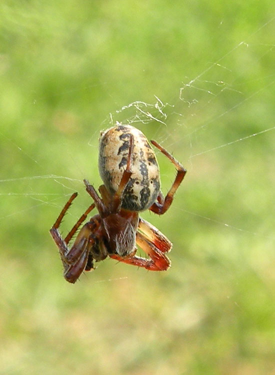 Larinioides sp.